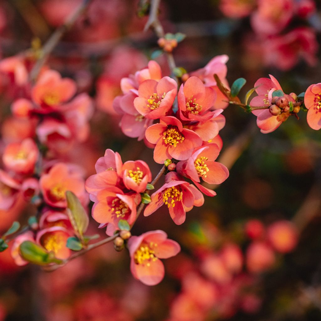 Cognassier du Japon Red Joy - Chaenomeles superba 