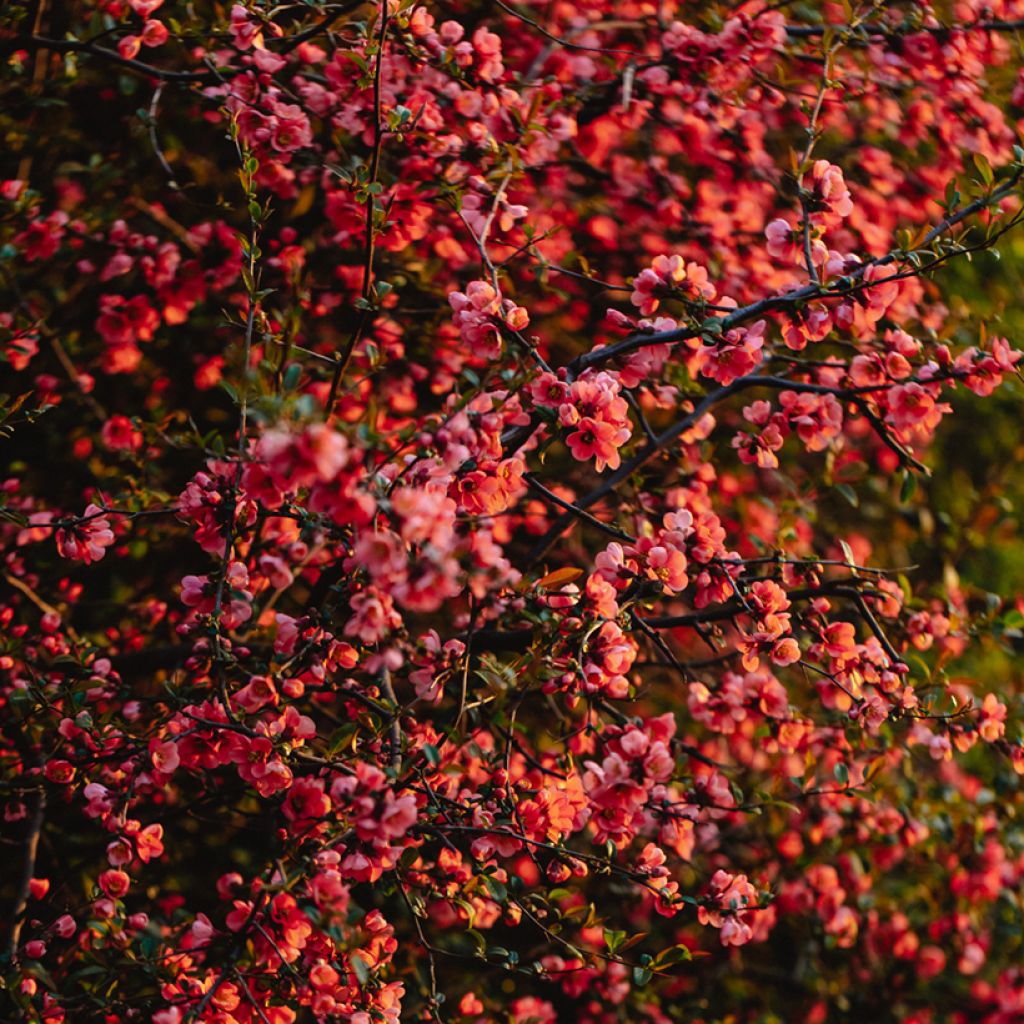 Cognassier du Japon Red Joy - Chaenomeles superba 