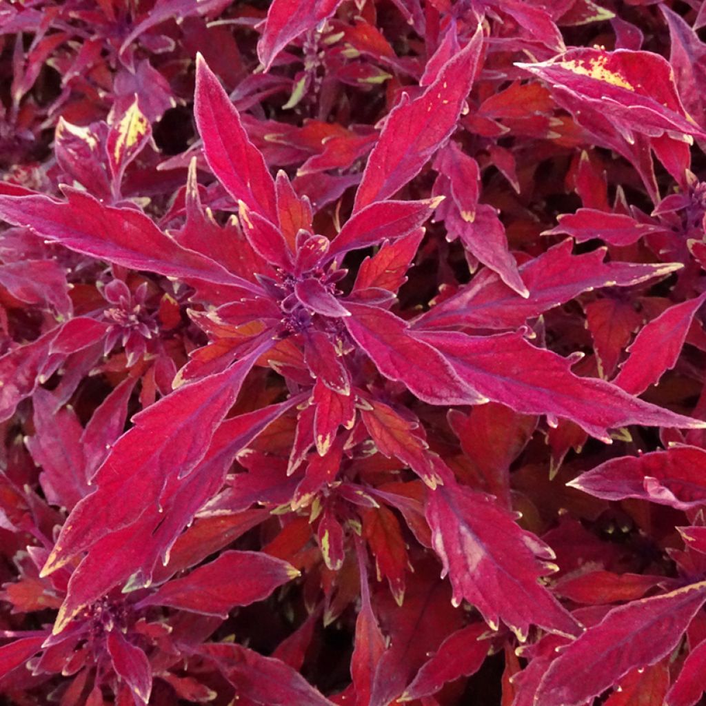 Coleus FlameThrower Salsa Roja