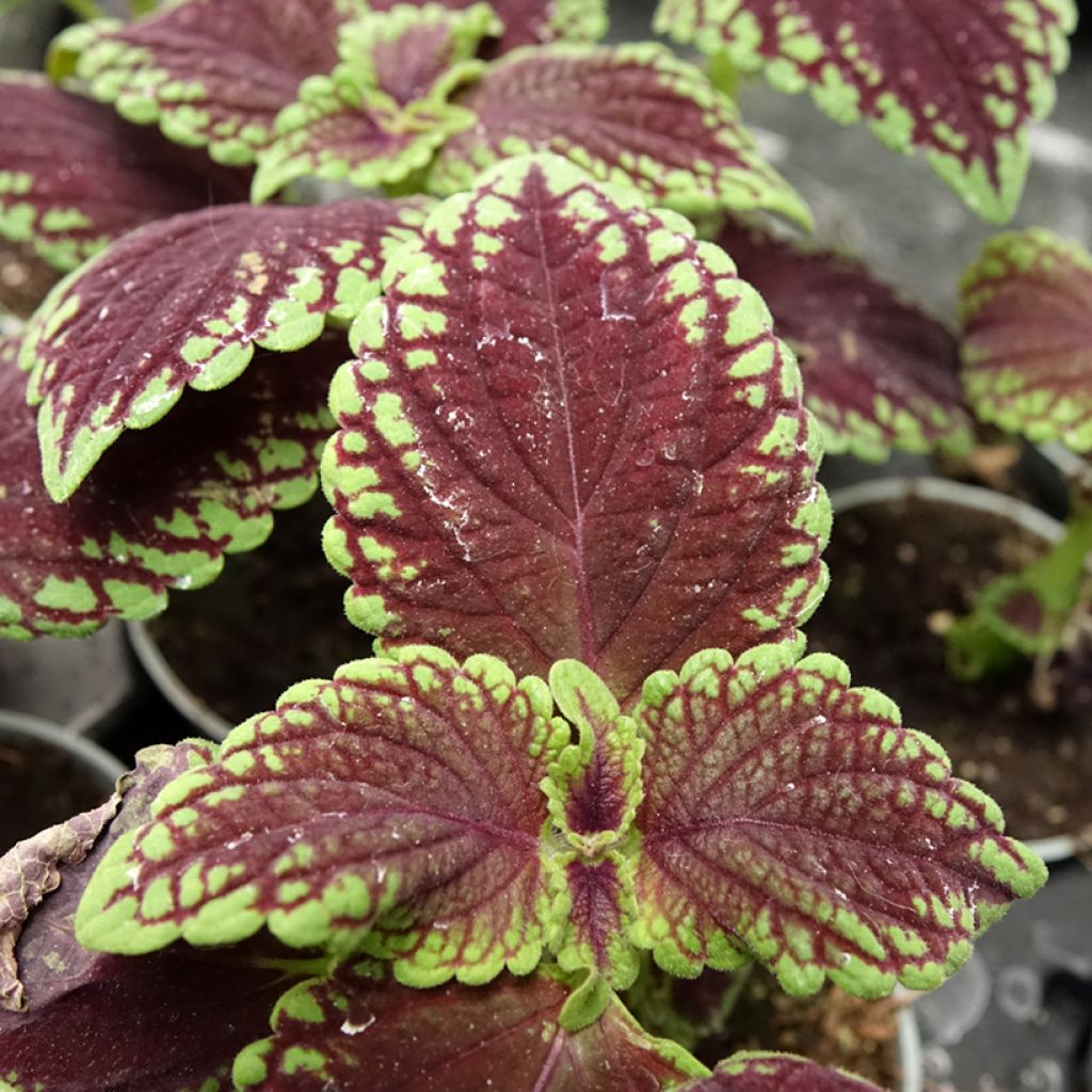 Coleus MS Abbey Road