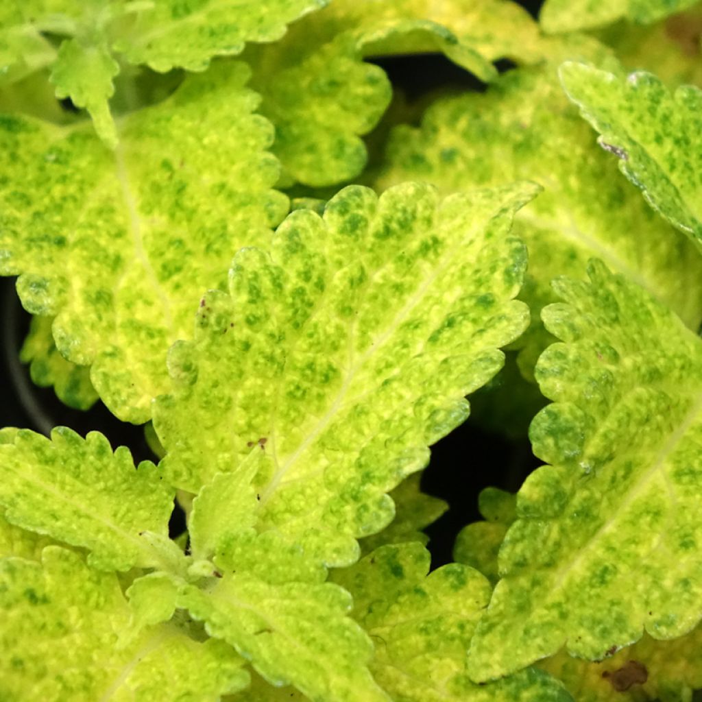 Coleus MS River Walk