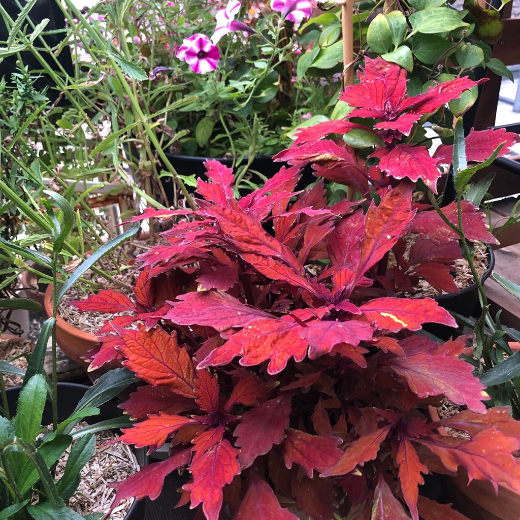 Coleus FlameThrower Habanero 