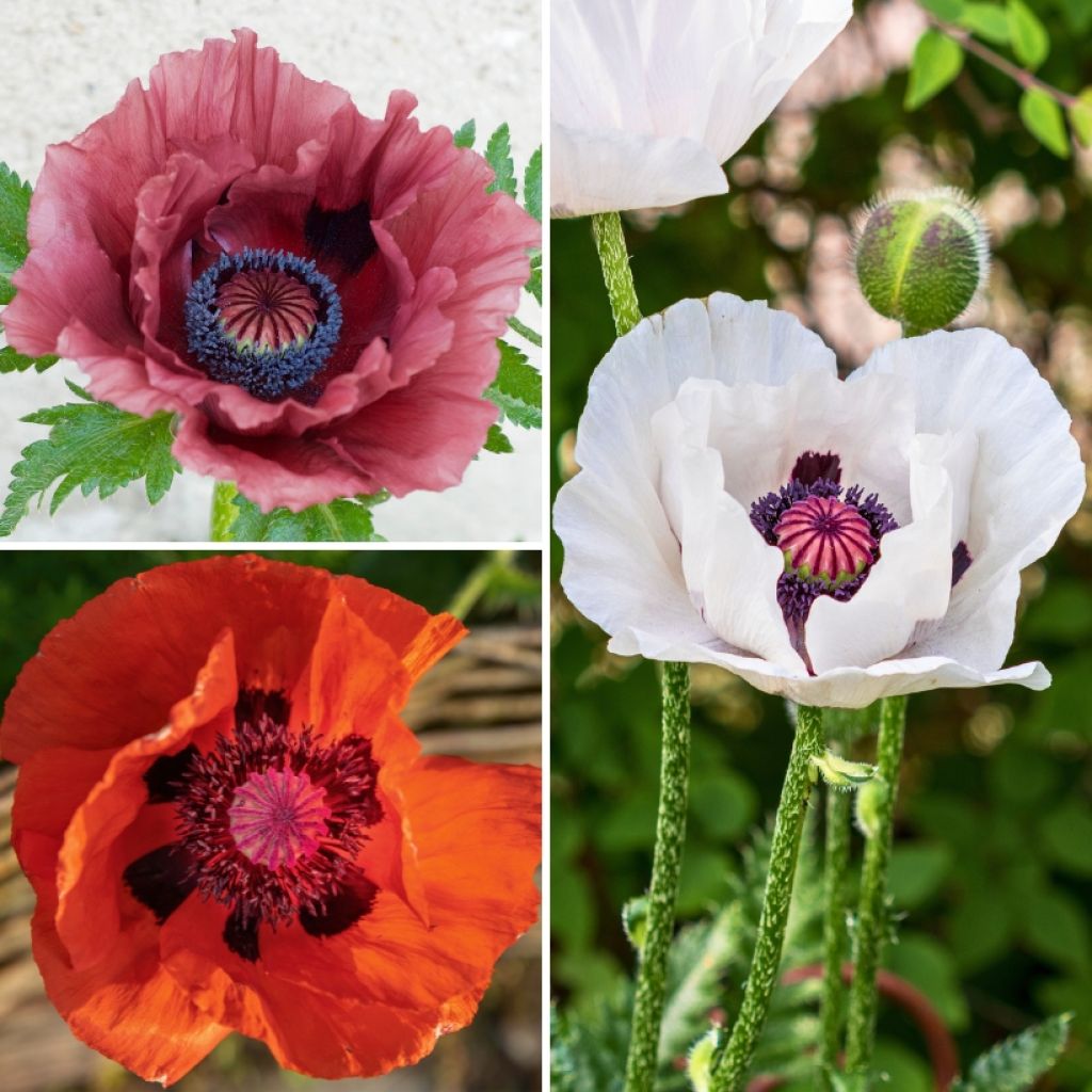 Collection 3 pavots d'Orient classiques