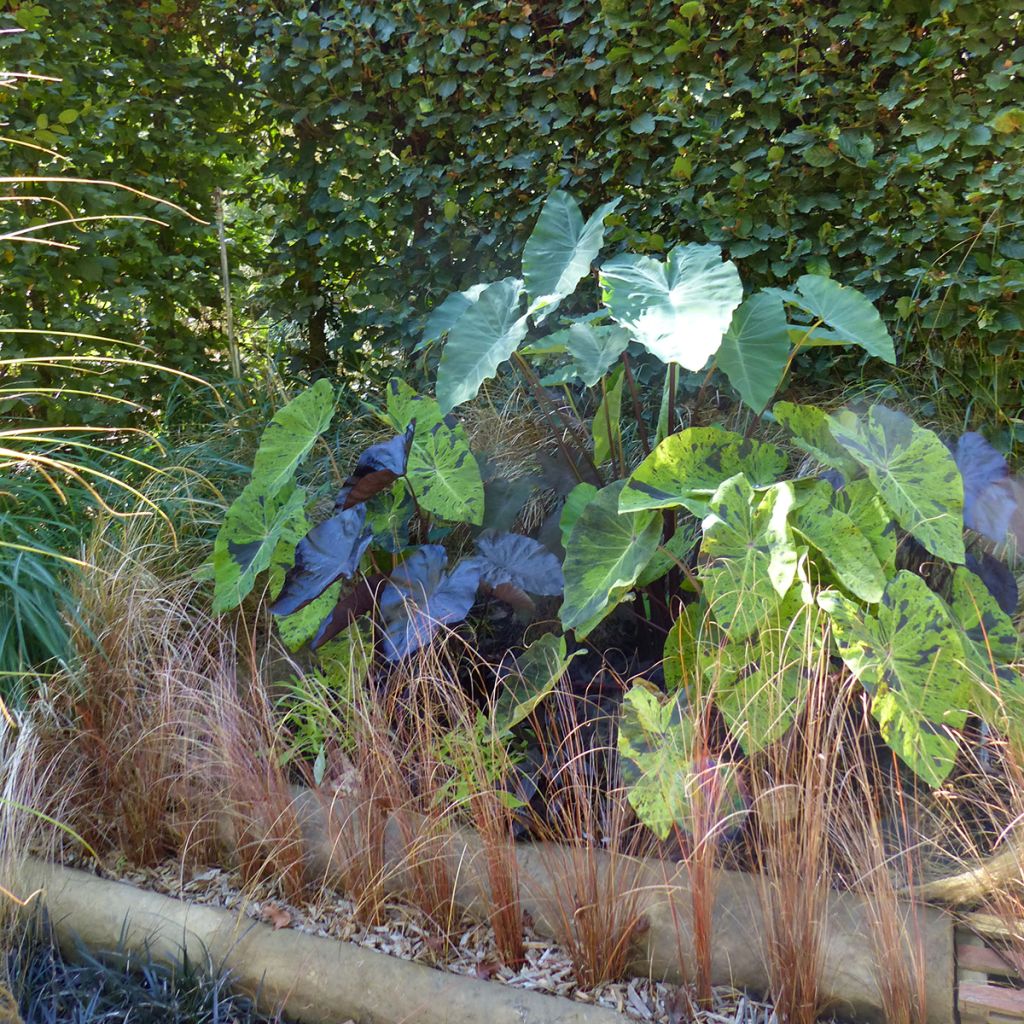 Colocasia esculenta Mojito - Oreille d'Eléphant