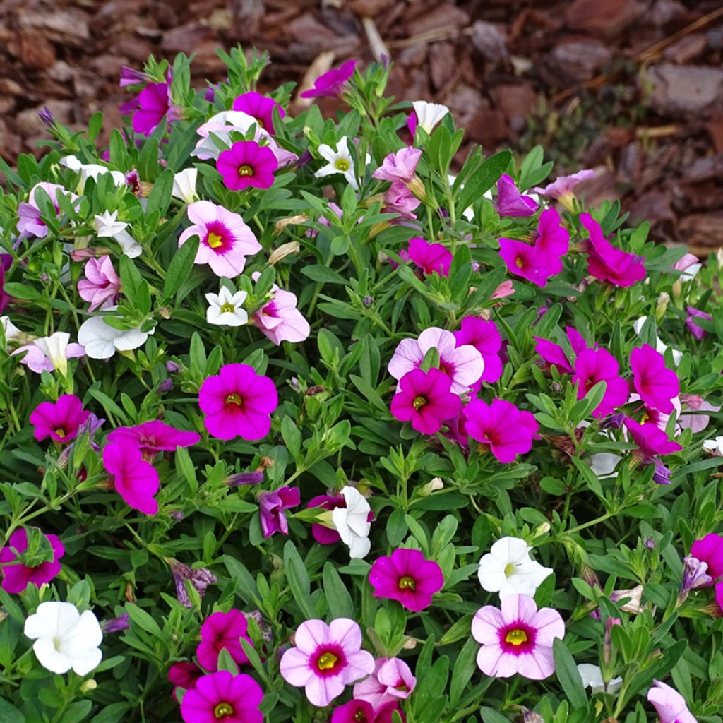 Composition Cabaret Pink Paradise Eyes - Composition de 3 Calibrachoa