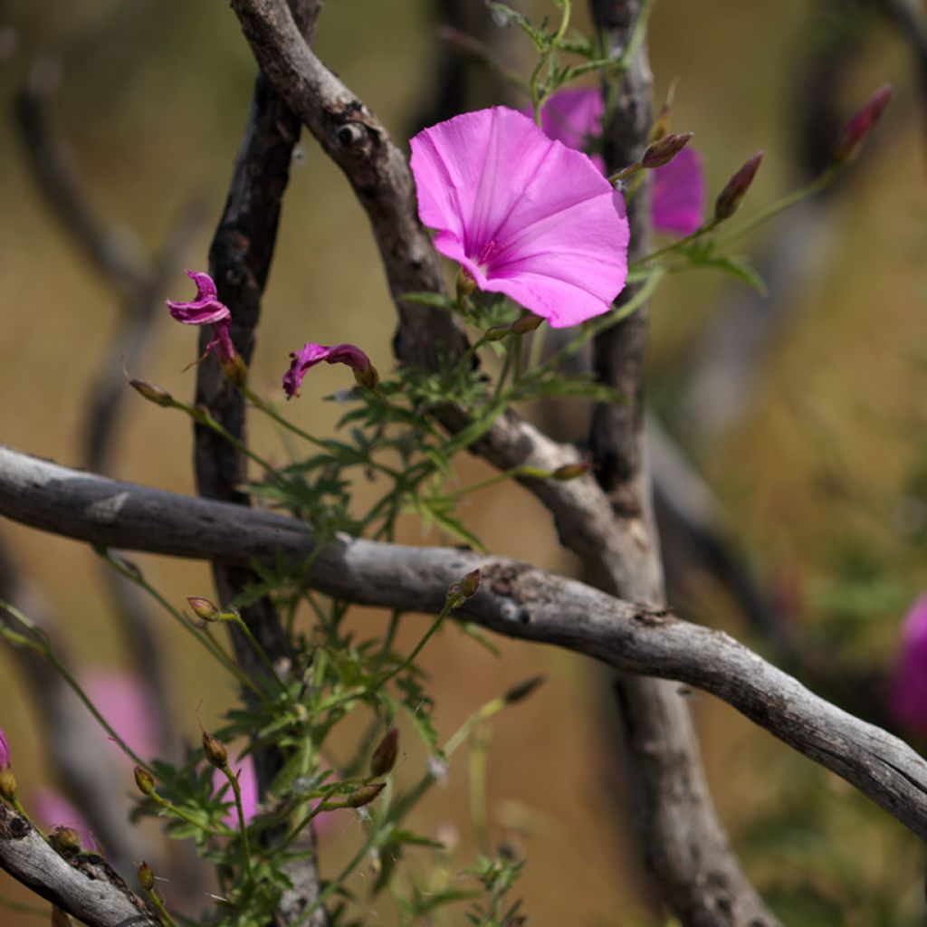 Convolvulus althaeoides - Liseron de Provence