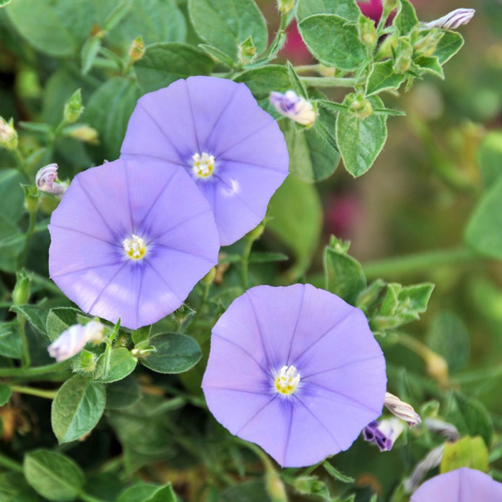 Convolvulus sabatius - Liseron de Mauritanie