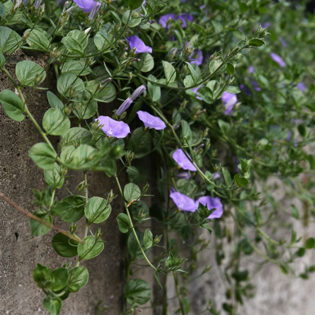 Convolvulus sabatius - Liseron de Mauritanie