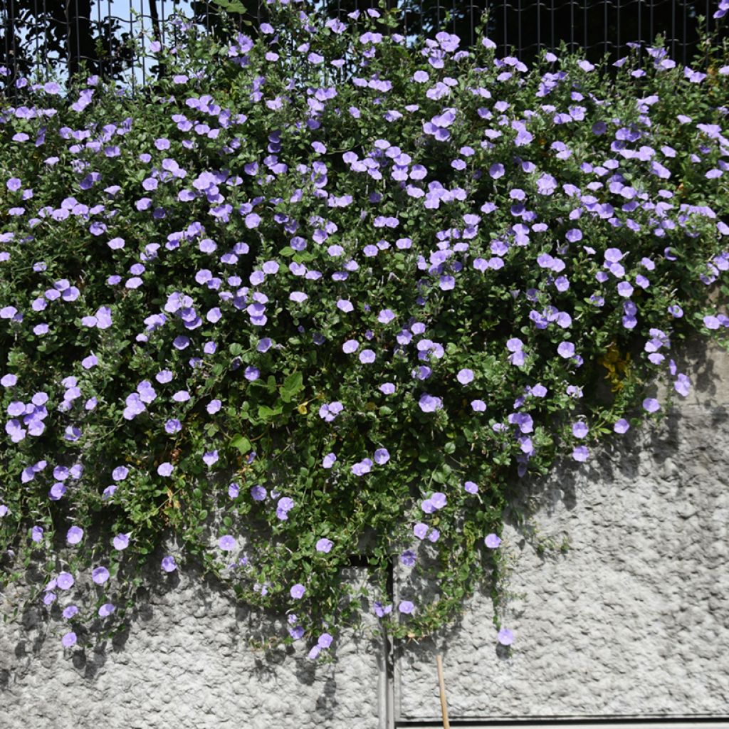 Convolvulus sabatius - Liseron de Mauritanie