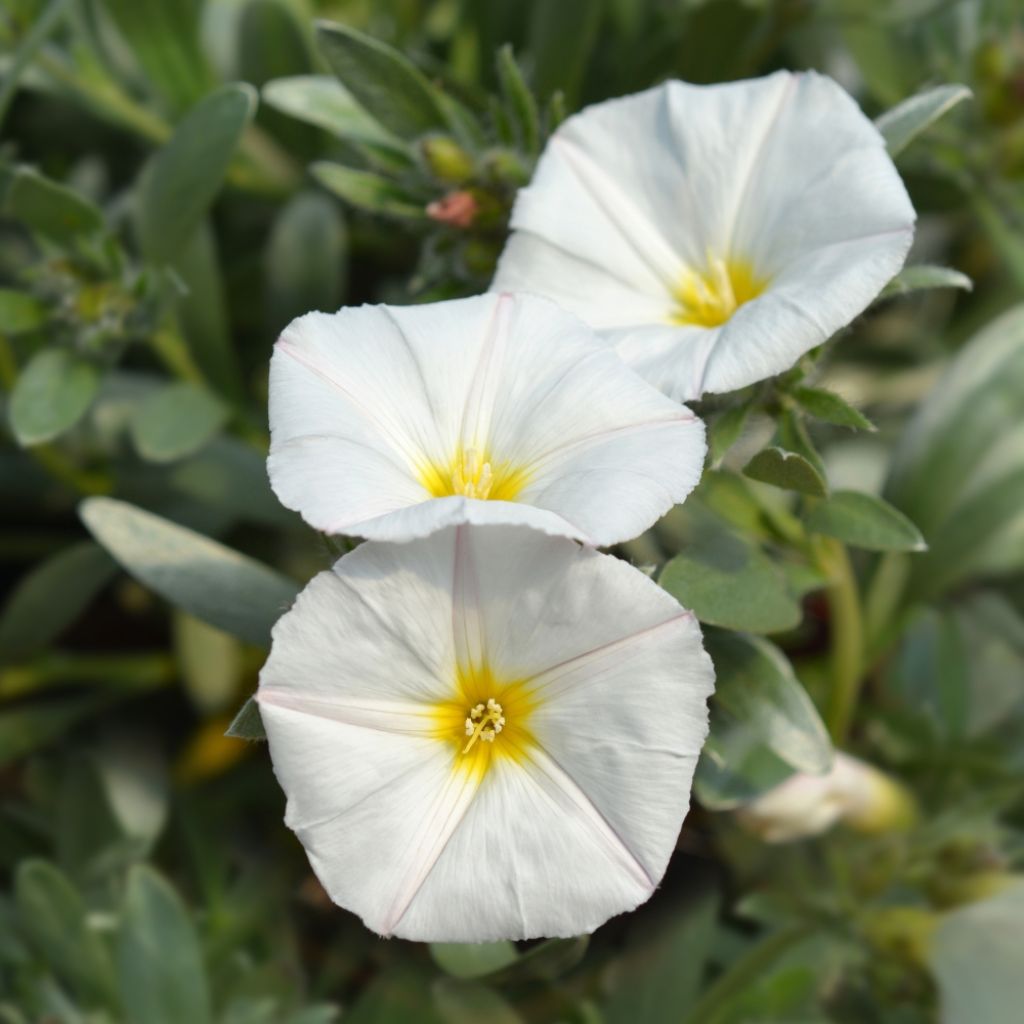 Convolvulus cneorum - Liseron argenté