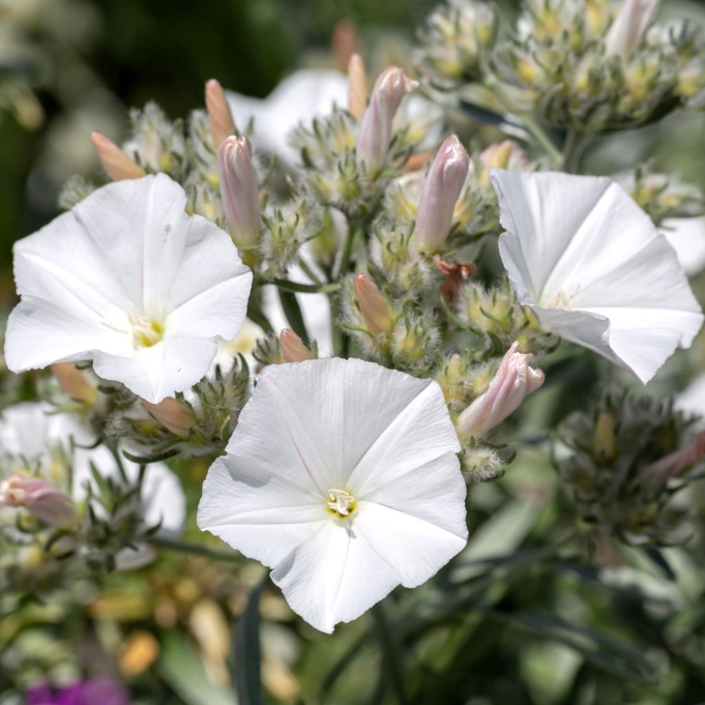 Convolvulus cneorum - Liseron argenté