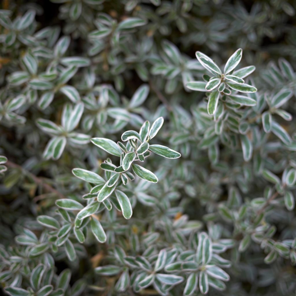 Coprosma x kirkii Variegata