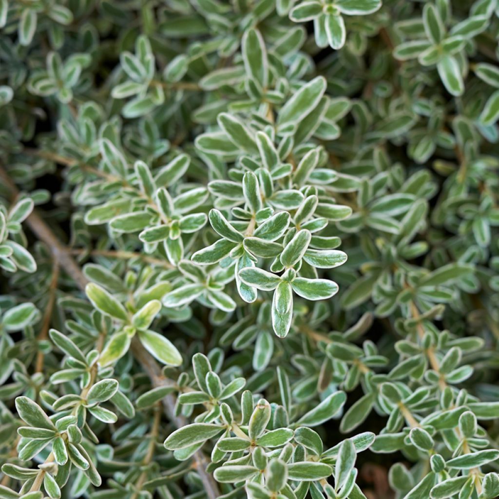 Coprosma x kirkii Variegata