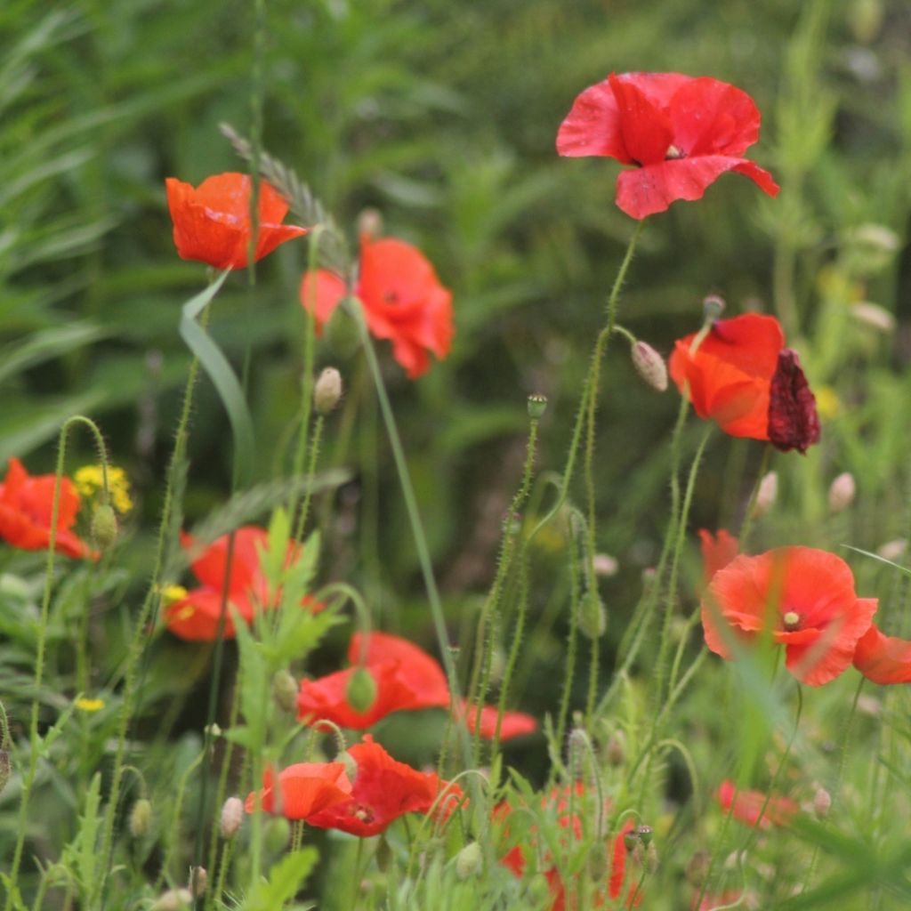 Graines de Coquelicot rouge - Papaver rhoeas