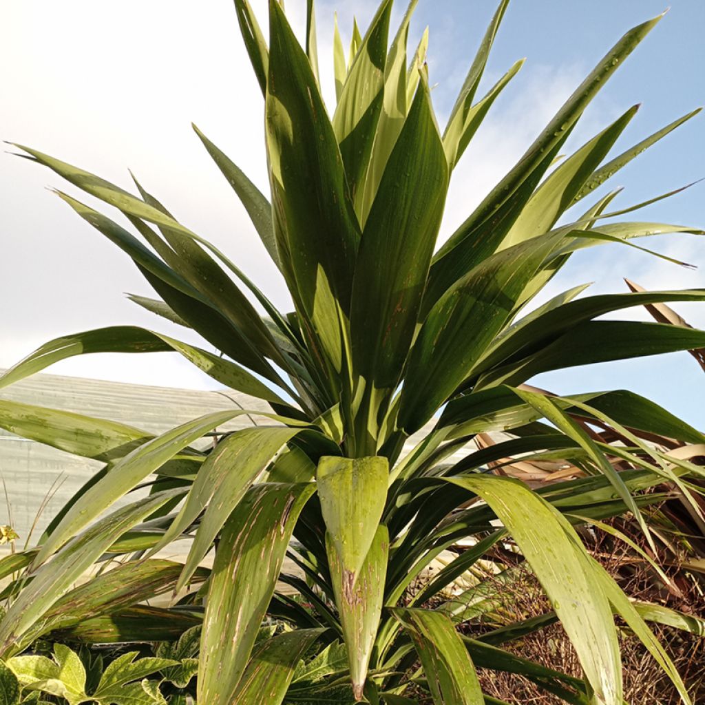 Cordyline australis Emerald Star Artic Jungle
