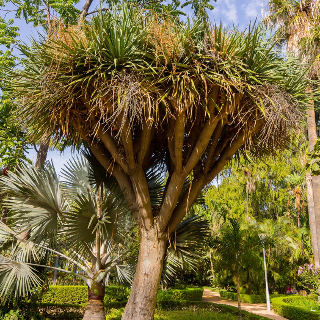 Cordyline australis