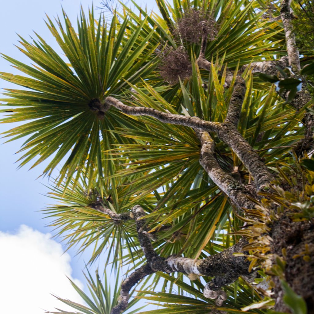 Cordyline australis