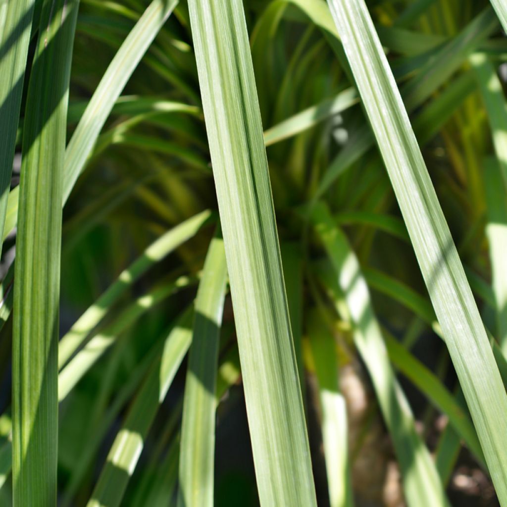 Cordyline indivisa