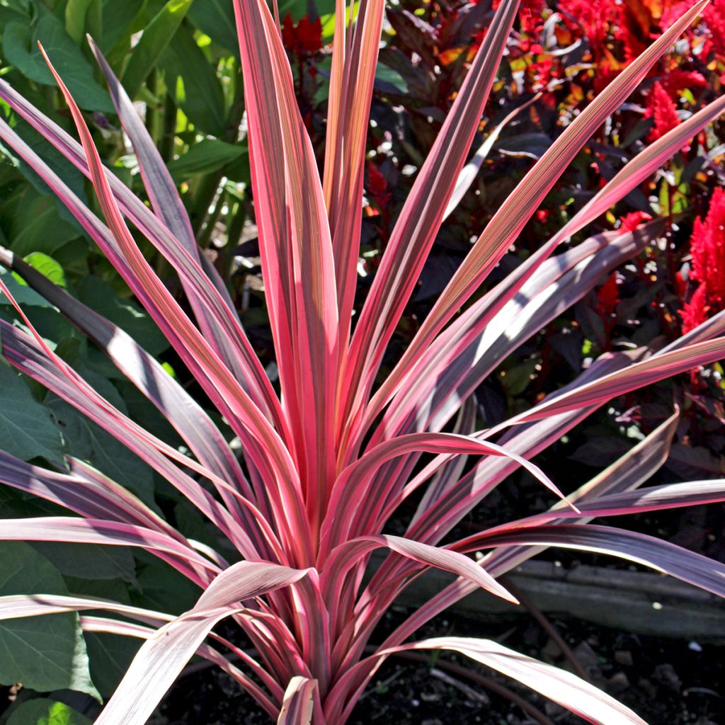 Cordyline Paso Doble - Cordyline australe