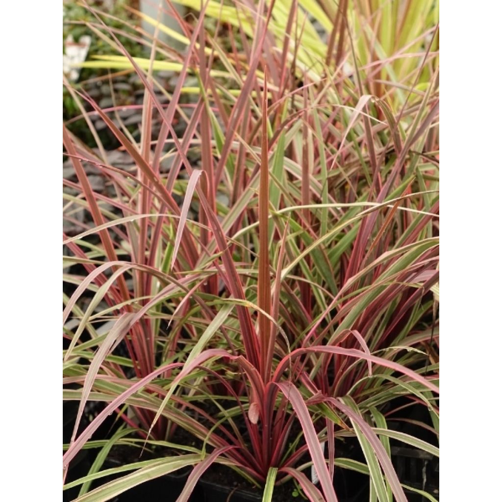 Cordyline Can Can