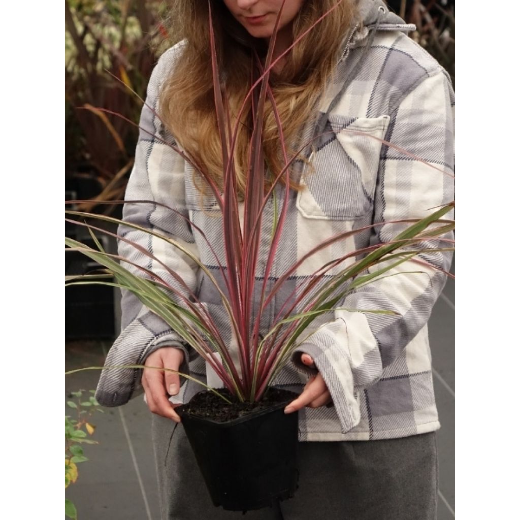 Cordyline Can Can