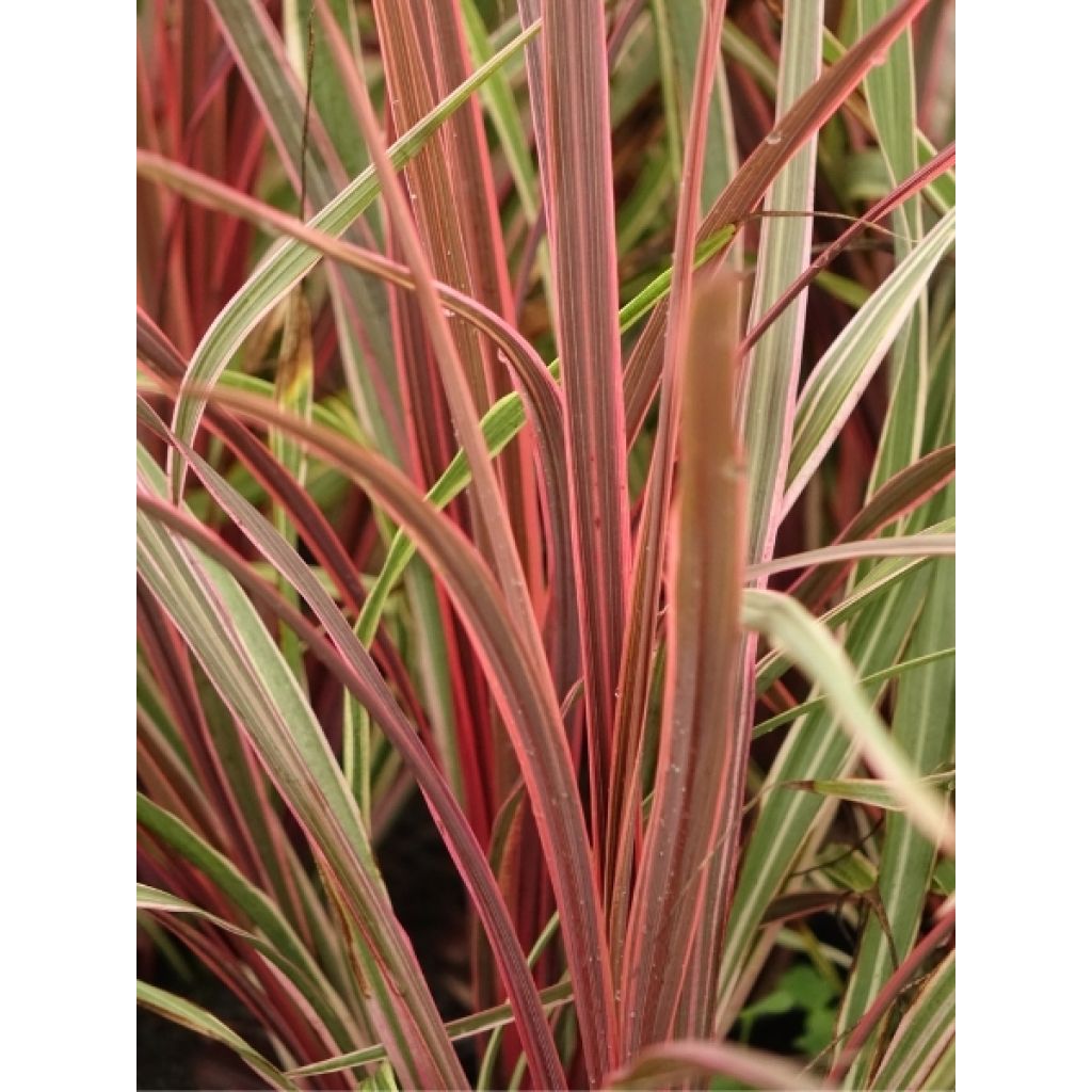 Cordyline Can Can