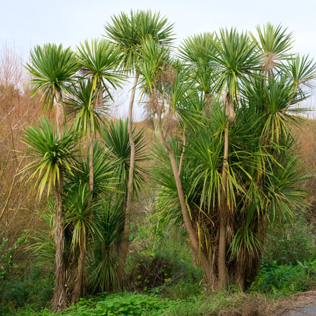 Cordyline australis