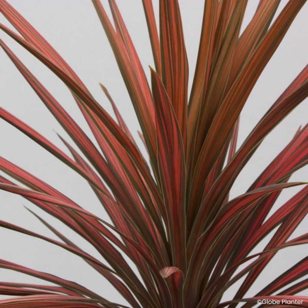 Cordyline australis Coral