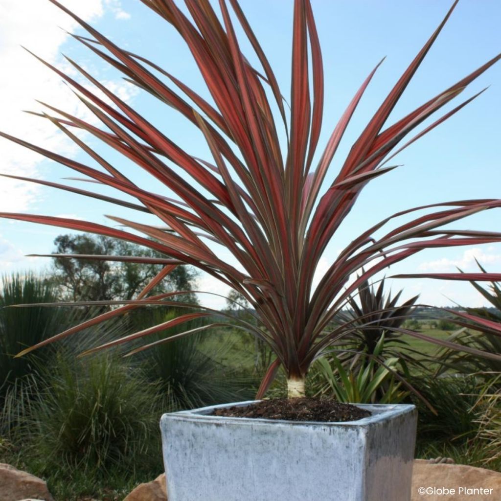 Cordyline australis Coral