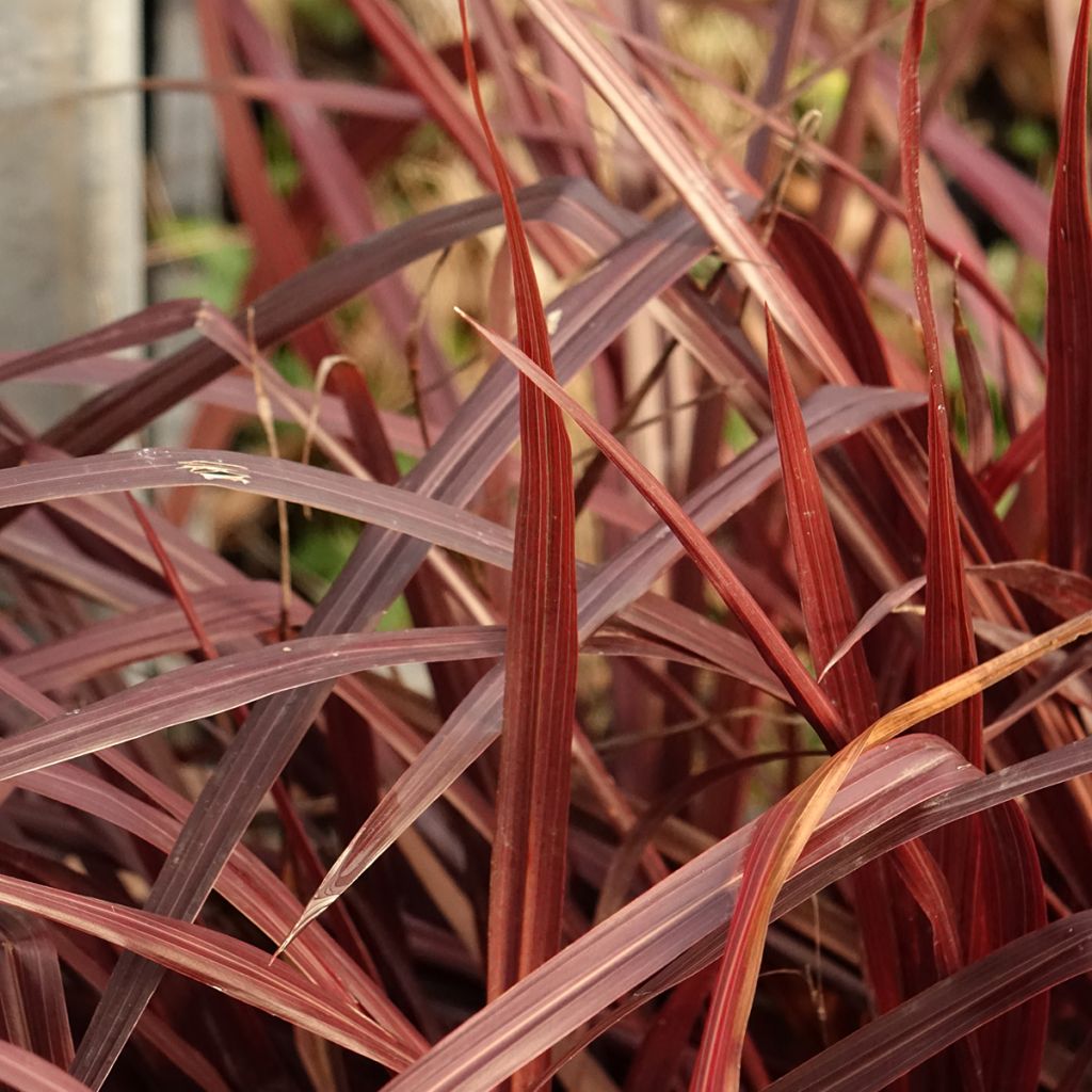Cordyline australis Design a Line Burgundy