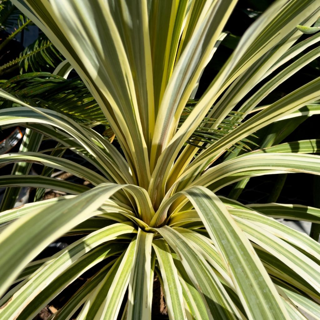 Cordyline australis Torbay Dazzler
