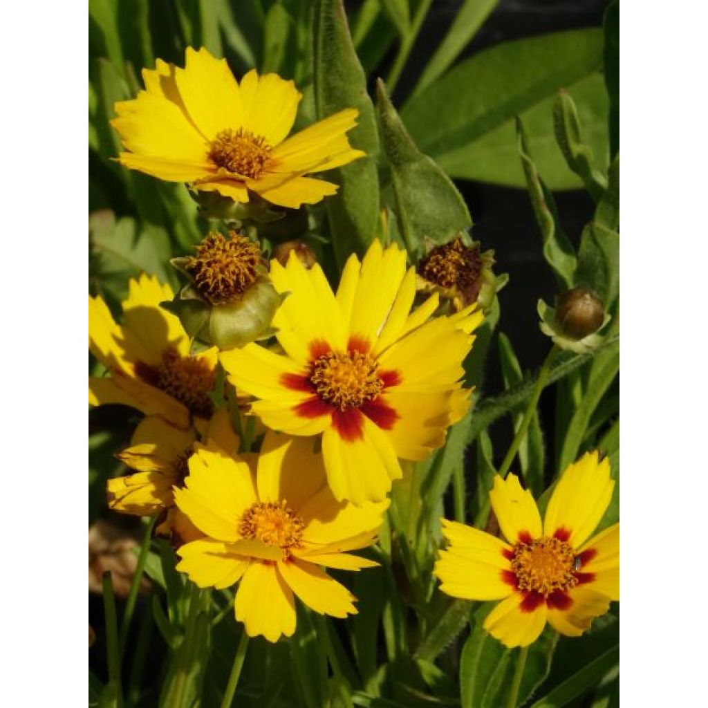 Coreopsis lanceolata Baby Gold