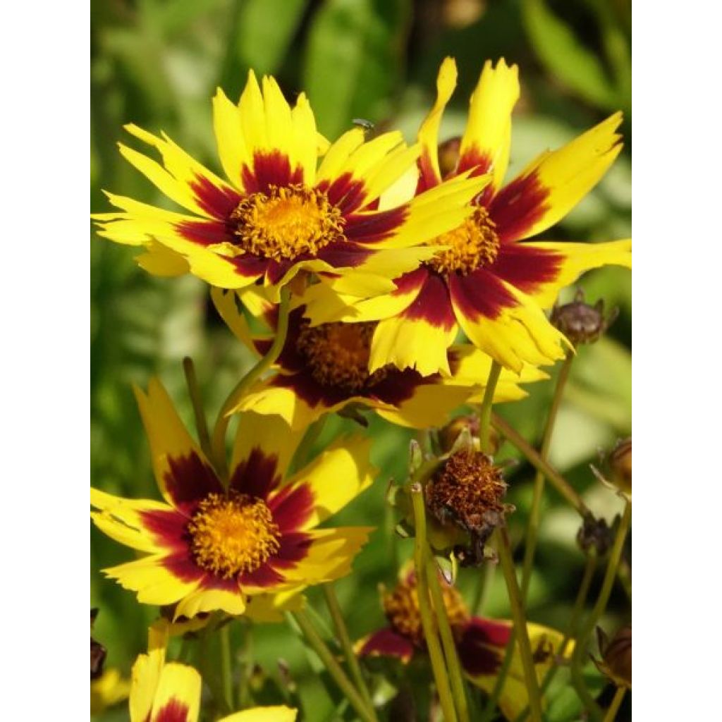 Coreopsis lanceolata Baby Gold