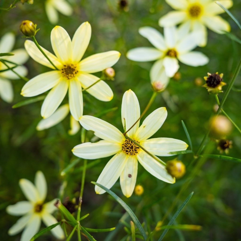 Coreopsis verticillata Moonbeam (Clair de Lune) - Coréopsis verticillé