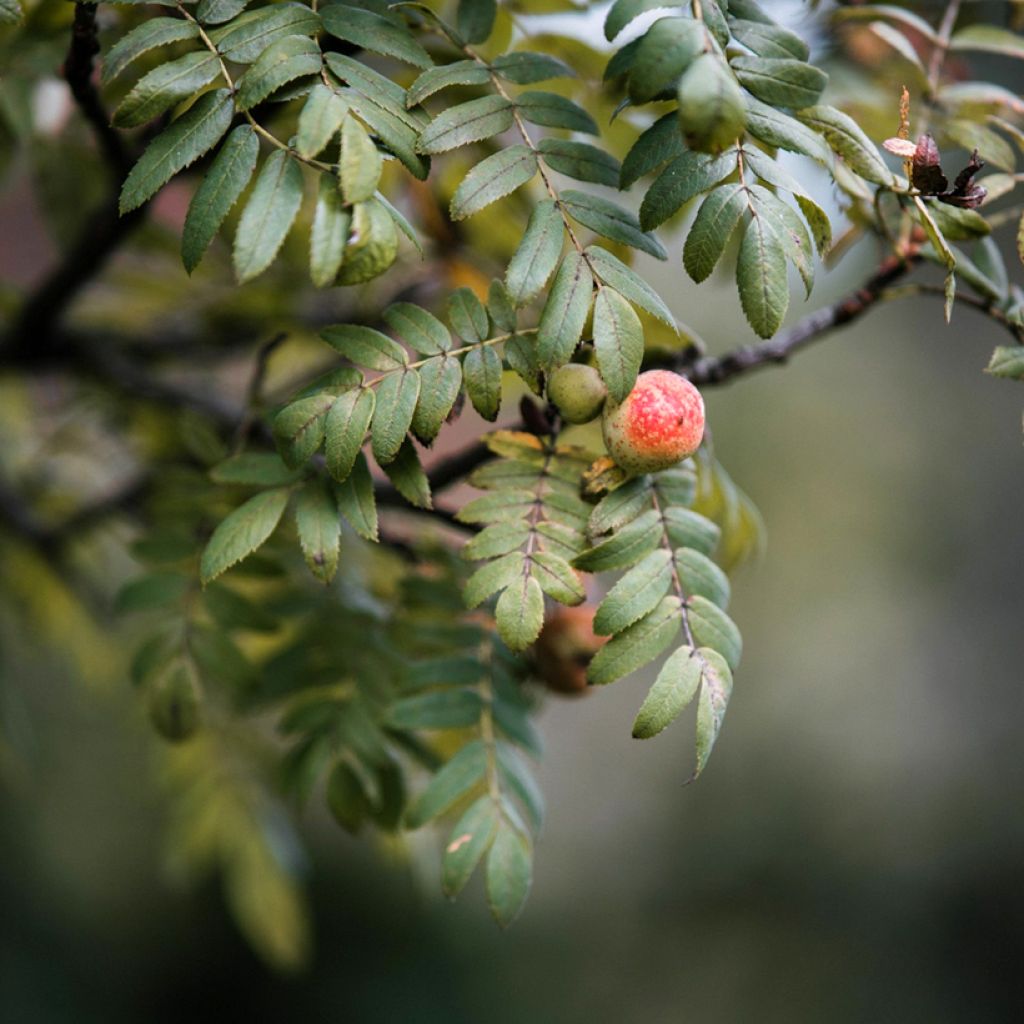 Cormier, Sorbier domestique - Sorbus domestica