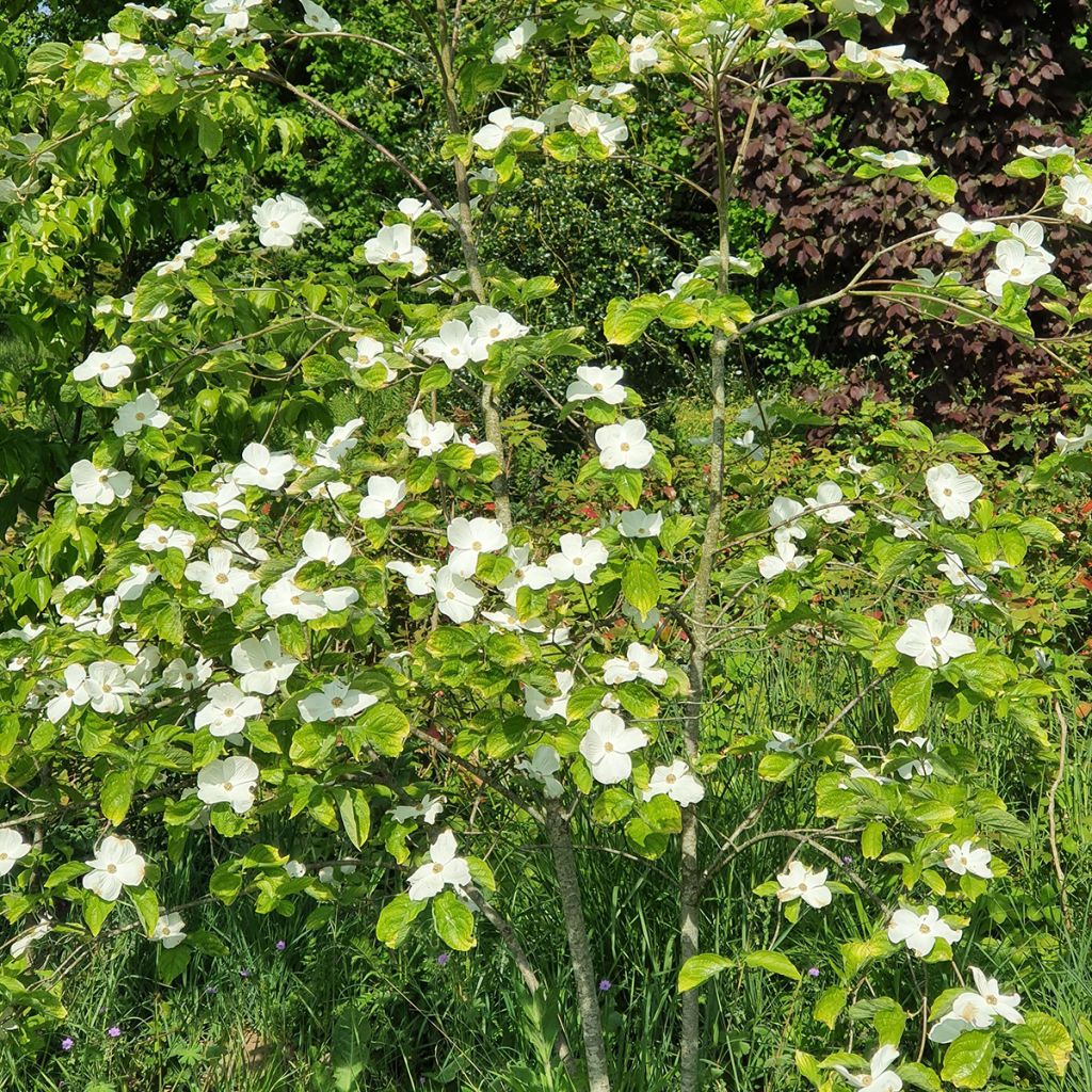 Cornus Eddie's White Wonder - Cornouiller hybride.