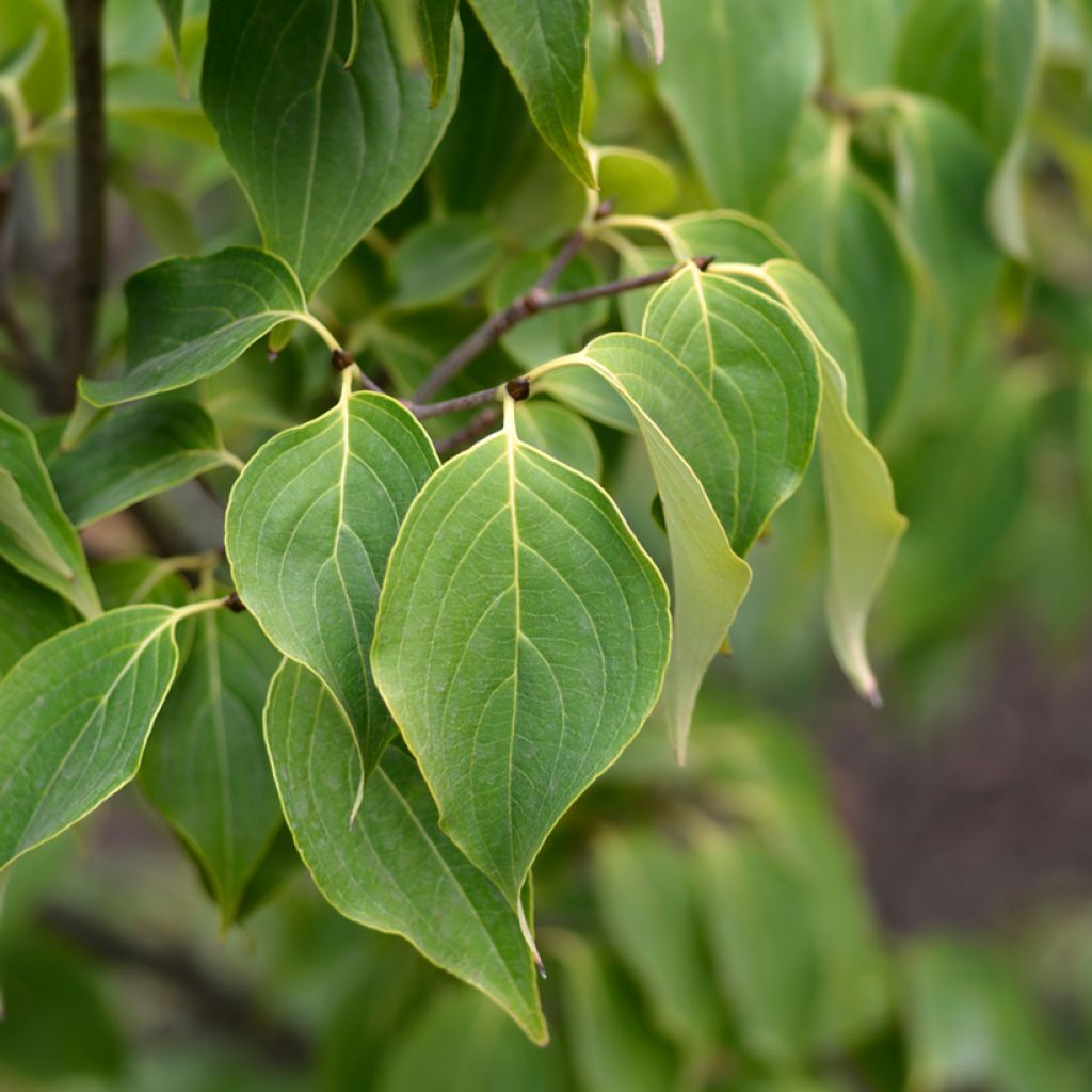 Cornus Eddie's White Wonder - Cornouiller hybride.