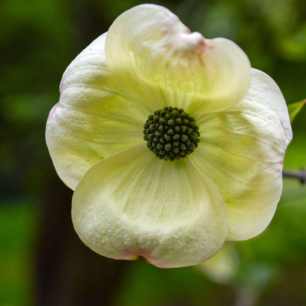 Cornus Eddie's White Wonder - Cornouiller hybride.