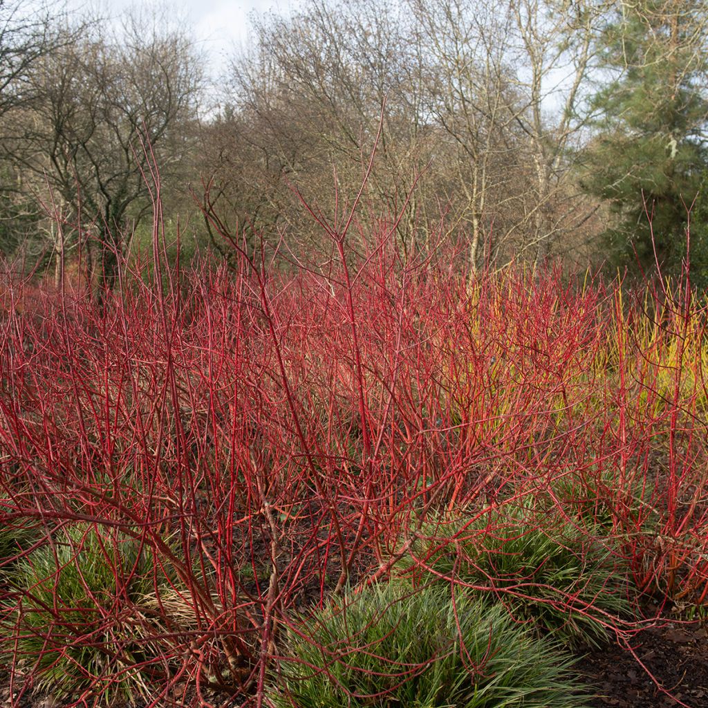 Cornus alba Baton Rouge - Cornouiller blanc à bois rouge