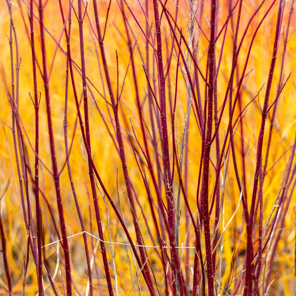 Cornus alba Baton Rouge - Cornouiller blanc à bois rouge