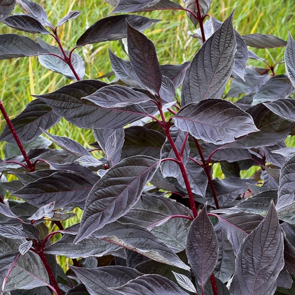 Cornus alba Nightfall - Cornouiller blanc