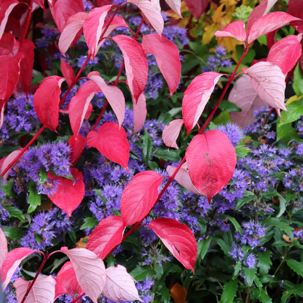 Cornus alba Siberian Pearls - Cornouiller blanc à bois rouge