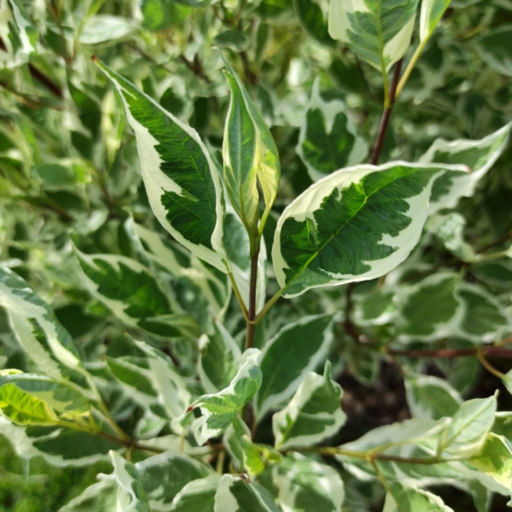 Cornus alba Sibirica Variegata - Cornouiller blanc