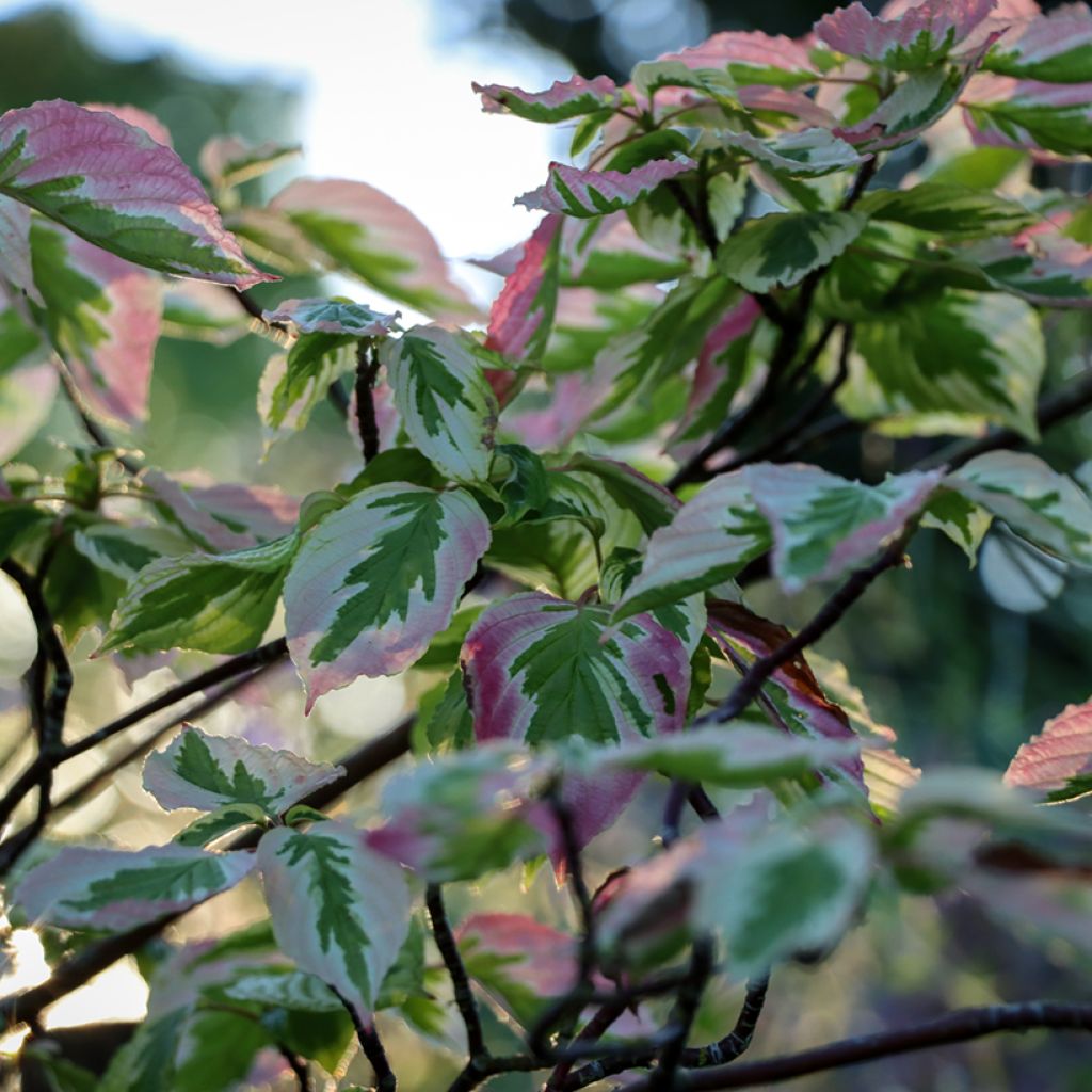 Cornus alternifolia Argentea - Cornouiller panaché à feuilles alternes