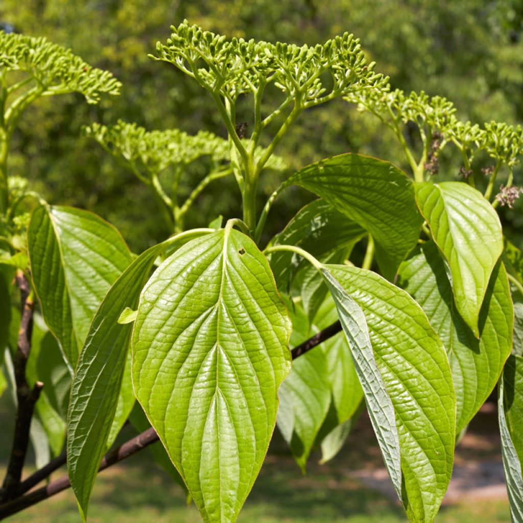 Cornus alternifolia - Cornouiller à feuilles alternes