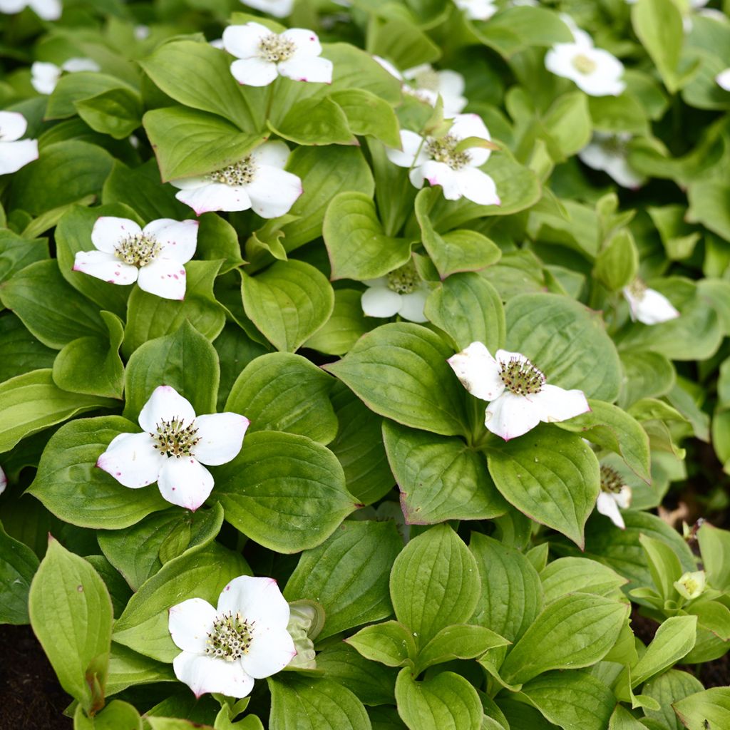 Cornouiller du Canada - Cornus canadensis