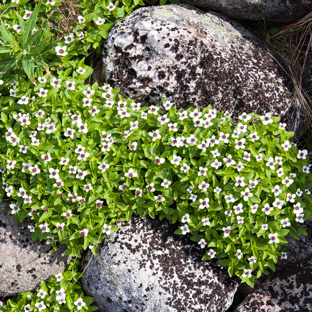 Cornouiller du Canada - Cornus canadensis