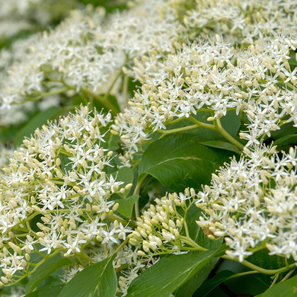 Cornus controversa Pagoda - Cornouiller des Pagodes