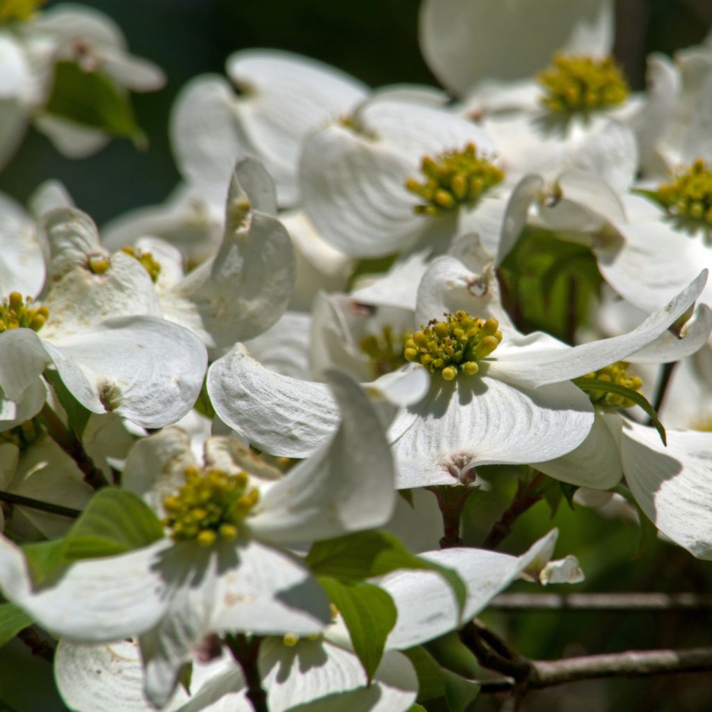 Cornus florida - Cornouiller à fleurs d'Amérique