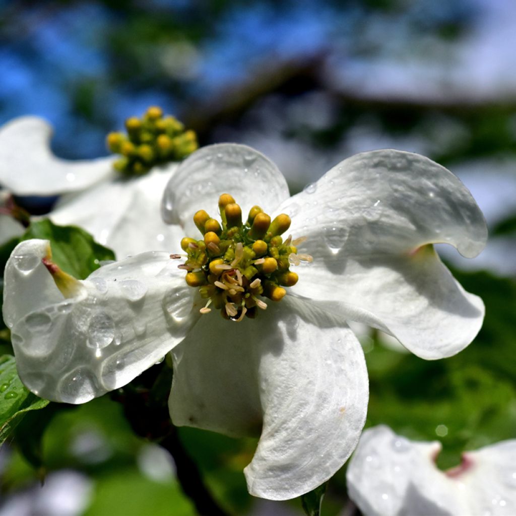 Cornus florida - Cornouiller à fleurs d'Amérique